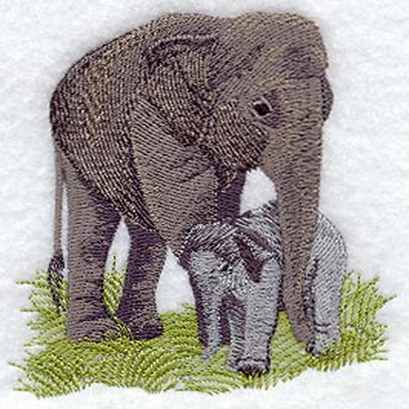 Asian Elephant