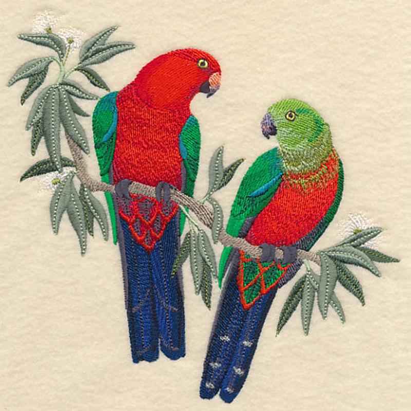 Australian King Parrots in Eucalyptus Tree