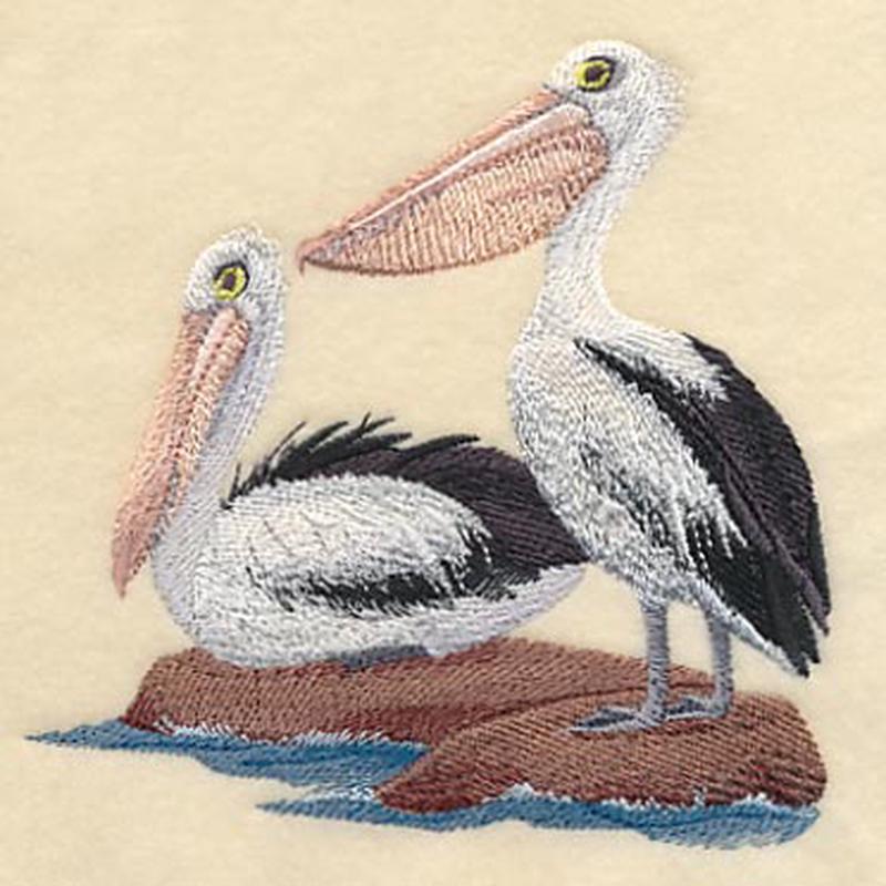 Australian Pelicans on Shore