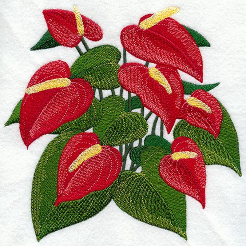 Anthurium Tropical Flower