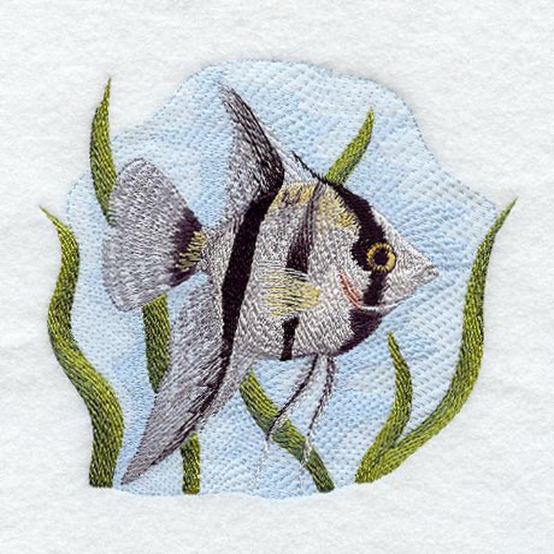 Angelfish (Striped)