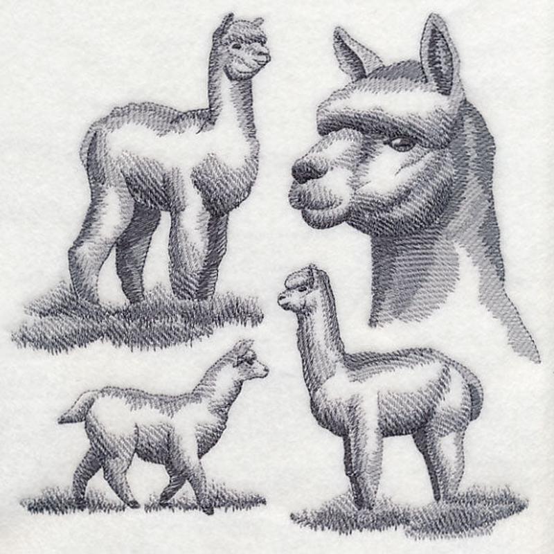 Alpaca Sketch