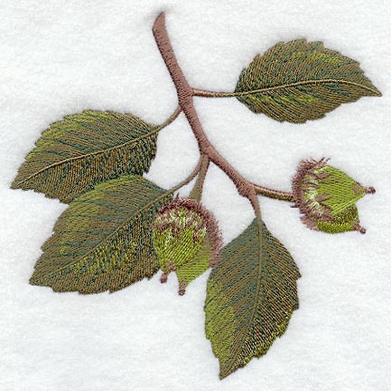 American Beech Leaf