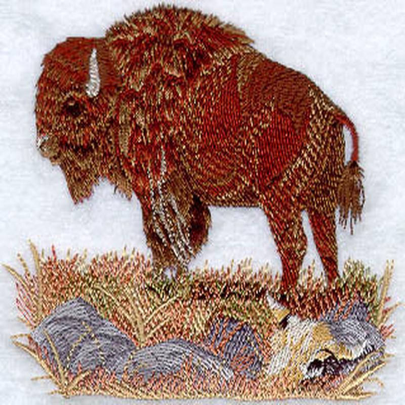 American Bison
