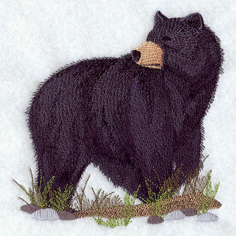 American Black Bear 2