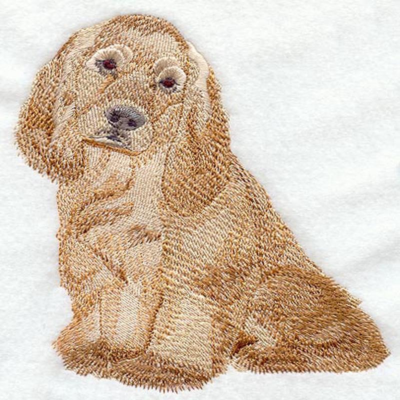 American Cocker Spaniel