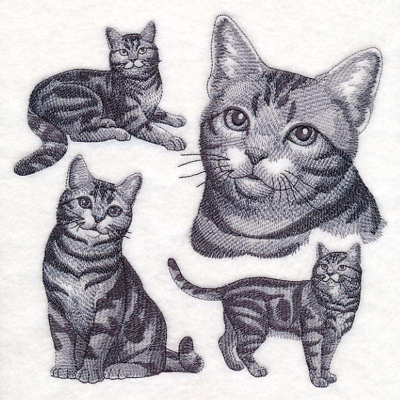 American Shorthair Cat Sketch