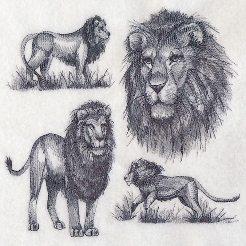 African Lion Sketch