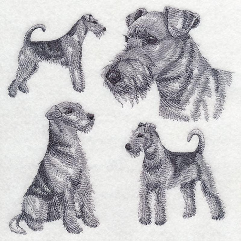 Airedale Sketch