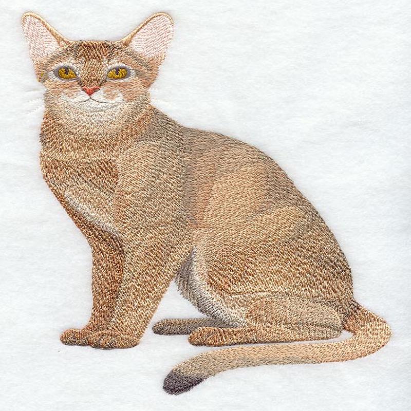 Abyssinian