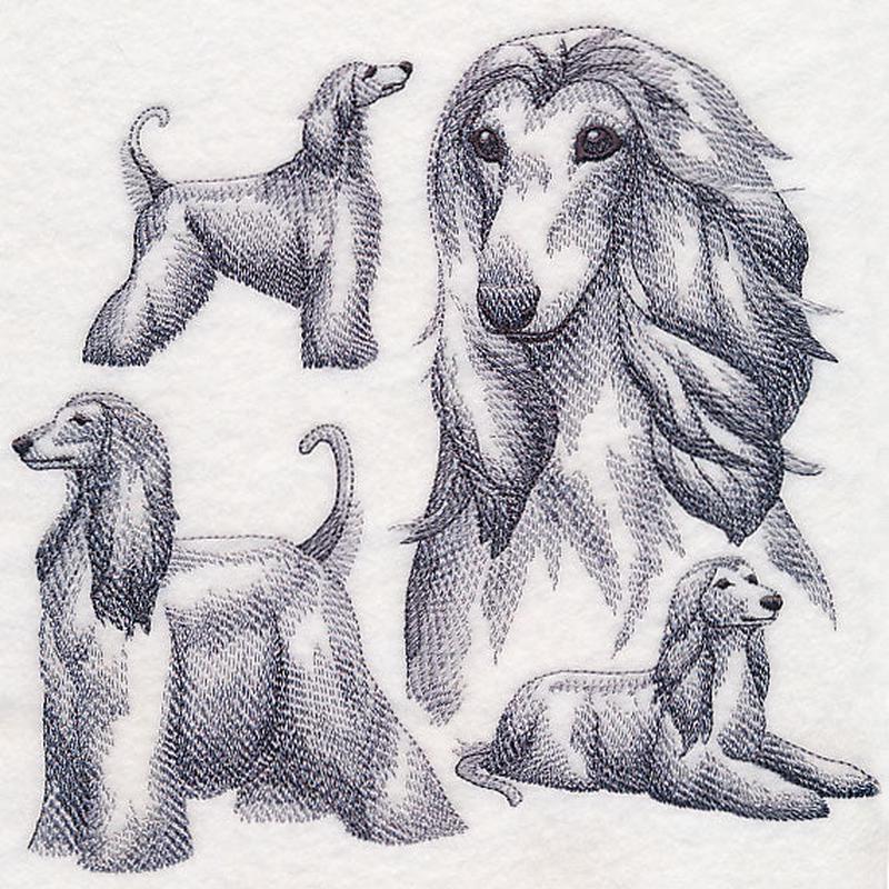 Afghan Hound Sketch