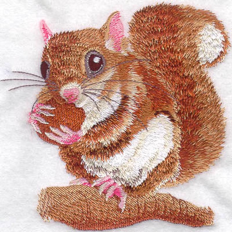 Flying Squirrel at Lunch