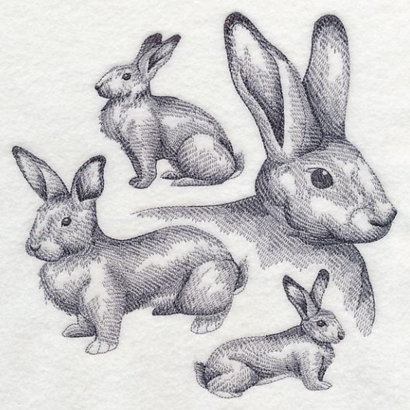 Flemish Giant Rabbit Sketch