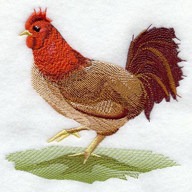 Fashion Rooster 2