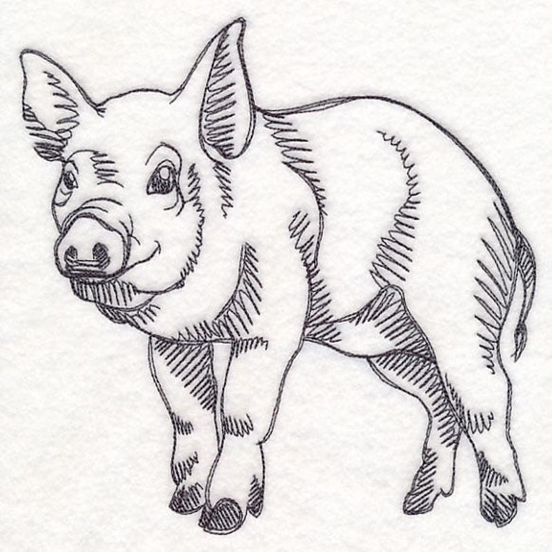 Farm Animal Sketch - Pig