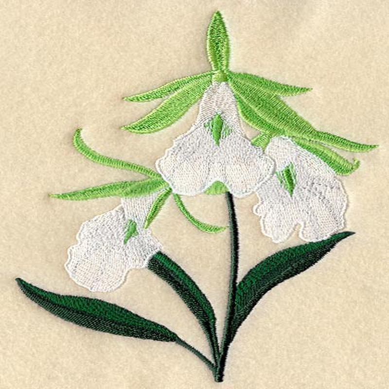 Encyclia Mariae Orchid