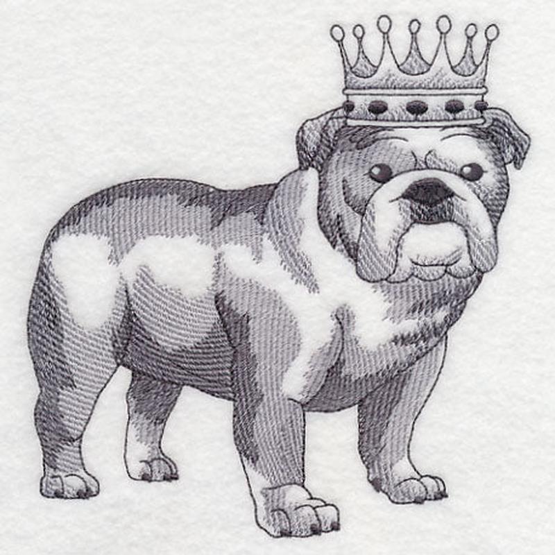 English Bulldog in Crown