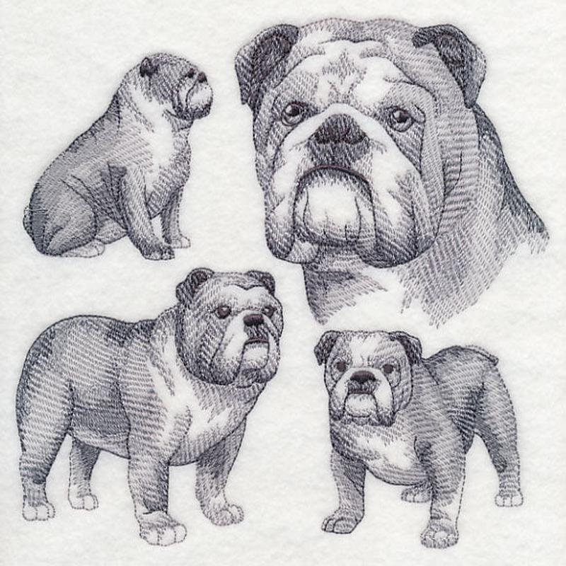 English Bulldog Sketch