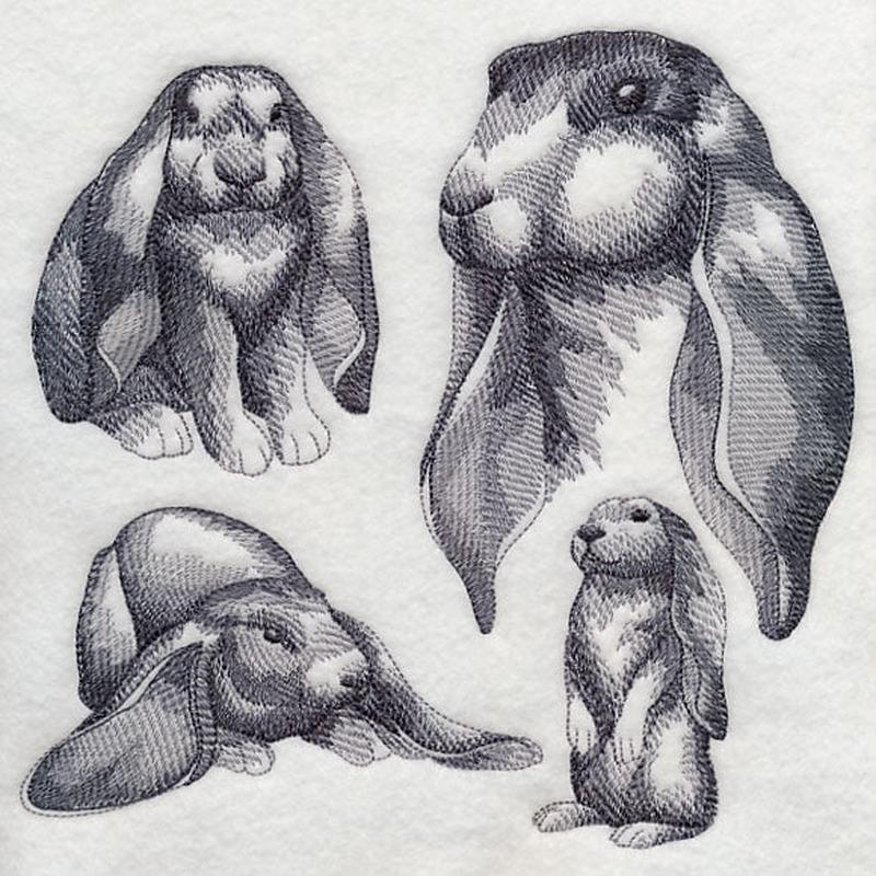 English Lop Sketch