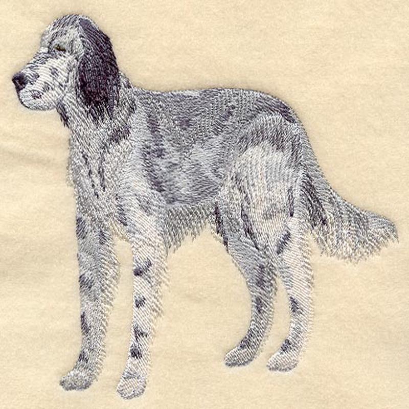 English Setter (Belton)