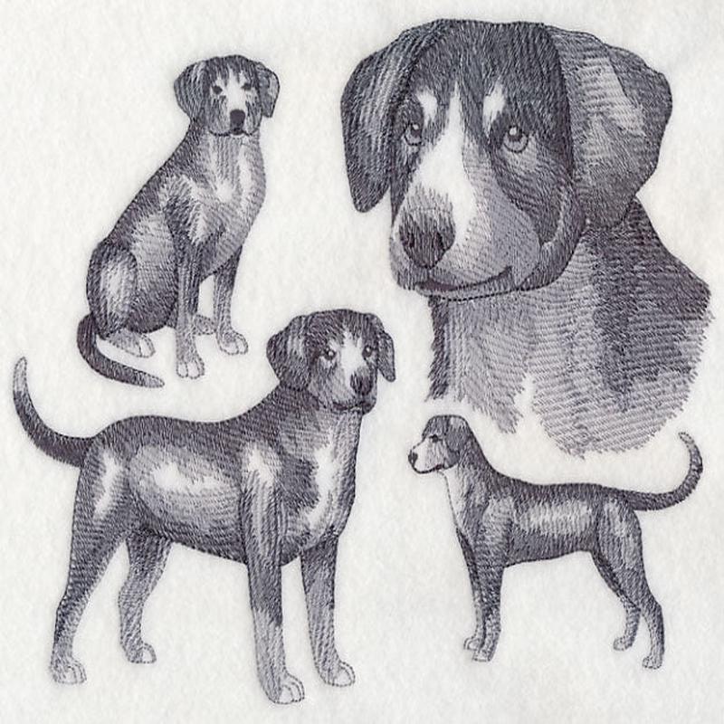 Entlebucher Mountain Dog Sketch (Full Tail)